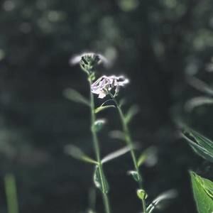 Meet your Posher, Pamela